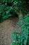 burrow entrance of a badger