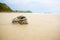burrow of ghost crab on sand beach. art architecture from nature live. crabs hole and sand ball. natural art on sea beach.