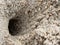 Burrow or hole with sediment balls or pellets made by sand