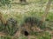 Burrow between olive trees, Lleida, Spain, Europe