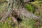 Burrow of a small animal under the roots of a tree