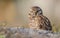 Burrowin Owl