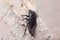 Burrowing bug, Cydnus aterrimus, climbing a concrete floor