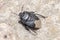 Burrowing bug, Cydnus aterrimus, walking on a concrete floor