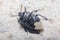 Burrowing bug, Cydnus aterrimus, walking on a concrete floor