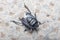 Burrowing bug, Cydnus aterrimus, walking on a concrete floor