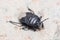 Burrowing bug, Cydnus aterrimus, walking on a concrete floor