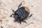 Burrowing bug, Cydnus aterrimus, walking on a a concrete wall