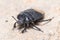 Burrowing bug, Cydnus aterrimus, walking on a concrete wall