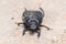 Burrowing bug, Cydnus aterrimus, walking on a concrete wall