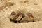 Burrowing Juvenile Owls in Southern California in Their Wild Habitat