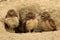 Burrowing Juvenile Owls in Southern California in Their Wild Habitat