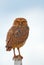 Burrowing Owl