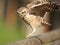 Burrowing Owl