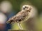 Burrowing Owl