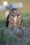 Burrowing Owl