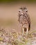 Burrowing owl