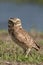 Burrowing owl