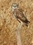 Burrowing Owl