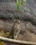 Burrowing Owl