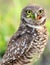 Burrowing Owl