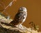 Burrowing Owl Athene cunicularia