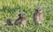 Burrowing Owl, Athene cunicularia