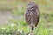 Burrowing Owl (athene cunicularia)