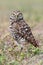 Burrowing Owl (athene cunicularia)