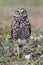 Burrowing Owl (athene cunicularia)