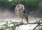 Burrowing Owl (Athene cunicularia)