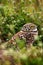 Burrowing Owl, Athene cunicularia, night bird with grass nature. Beautiful bird in the nature habitat, Florida, USA. Owl sitting