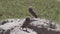 burrowing owl, Athene cunicularia, Pantanal, Brazil