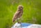 A burrowing owl Athene cunicularia perches on an informative sign at a park.