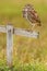 Burrowing Owl, Athene cunicularia, sitting in wooden cross in Cape Coral, Florida, USA