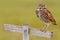 Burrowing Owl, Athene cunicularia, sitting in wooden cross in Cape Coral, Florida, USA. Urban wildlife with bird. Grey little owl