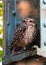 Burrowing Owl (Athene cunicularia) spotted outdoors