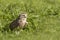 Burrowing owl Athene cunicularia standing in grassland