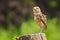 Burrowing owl, Athene cunicularia, standing in grassland