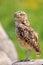 Burrowing owl, Athene cunicularia, standing in grassland