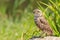 Burrowing owl, Athene cunicularia, standing in grassland