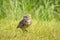 Burrowing owl, Athene cunicularia, standing in grassland