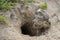 Burrowing Owl Athene cunicularia standing on the ground. Burrowing Owl sitting in the nest hole. Burrowing owl protecting home.