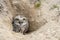 Burrowing Owl Athene cunicularia standing on the ground. Burrowing Owl sitting in the nest hole. Burrowing owl protecting home.