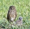 Burrowing Owl and Baby
