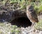 Burrowing Owl at Burrow