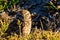 Burrowing Owl Cape Coral Florida