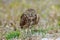 Burrowing Owl Cape Coral Florida