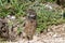 Burrowing owl chick emerging from nest