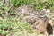 Burrowing owl chick emerging from nest